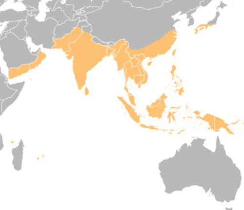World map with orange and grey areas, resembling a Rhinoceros Beetle.