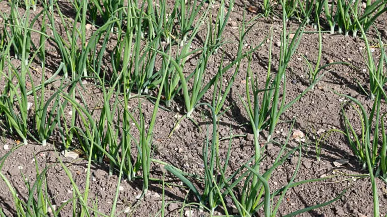 Rows of young garlic plants growing in well-spaced rows in dry soil.