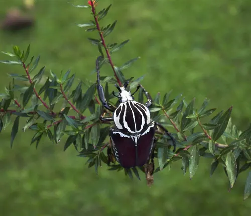 A Goliath Beetle with a black and white striped body perched on a branch.