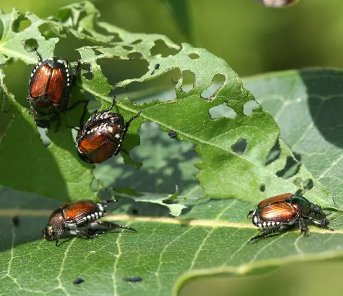 Four Japanese Beetles perched on a leaf surrounded by green leaves.