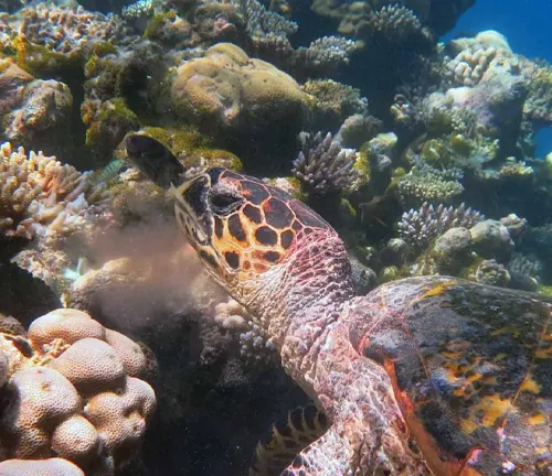 A hawksbill sea turtle gracefully swimming among colorful coral in the ocean.