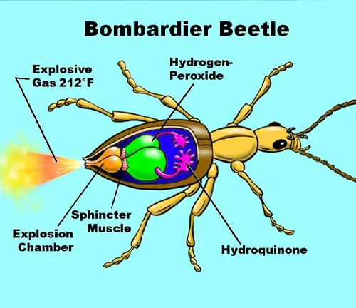 A diagram of a Bombardier Beetle showcasing its unique defense mechanism through explosive chemical reactions.