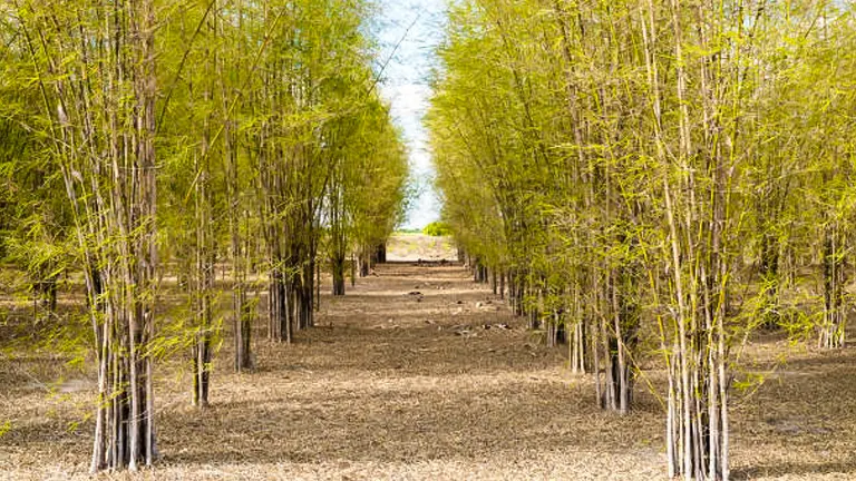 A straight pathway lined with rows of young, slender bamboo trees, showcasing the contrast between the fresh green leaves and the dry, brown ground.
