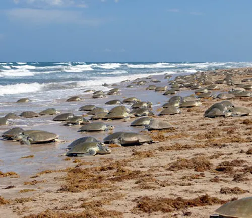 A large group of Kemp's Ridley Sea Turtles on the beach.