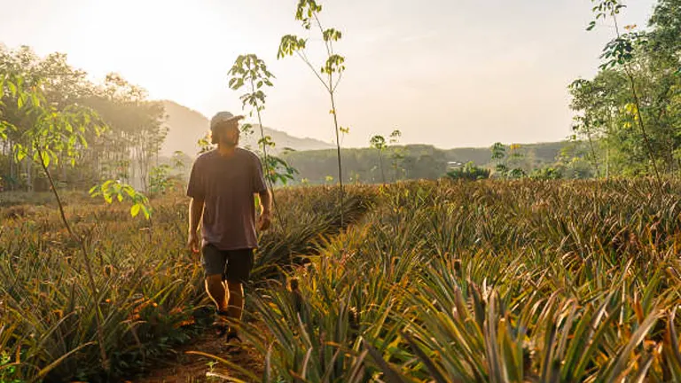A person stands amidst a field of pineapple plants, gazing into the distance as the setting sun casts a warm glow over the landscape