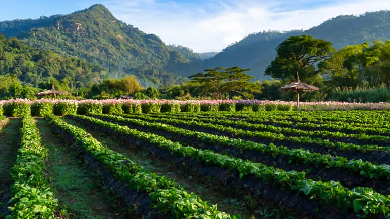 Expansive view of a lush strawberry farm with rows of plants under the early morning sun, backed by mountains and featuring a row of pink flowers and traditional thatched huts.