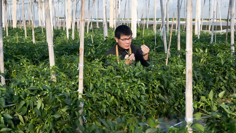 A focused gardener inspecting pepper plants in a large greenhouse with white support stakes, showcasing a blend of modern agriculture and careful plant cultivation.