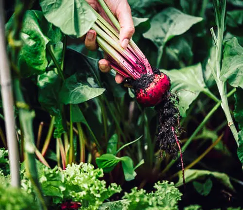 A hand pulling a freshly harvested beet with vivid red and pink stalks from the soil, surrounded by lush garden greens.
