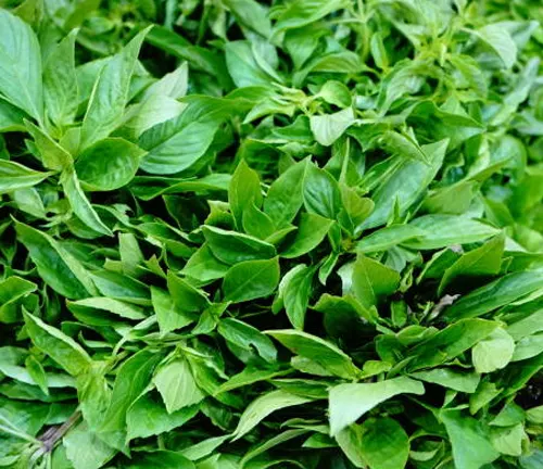 A lush pile of fresh green basil leaves, densely packed and vibrant, indicating a recent harvest.

