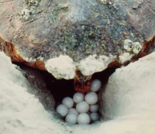 A female Olive Ridley Sea Turtle carrying eggs in its shell, a remarkable sight of nature's reproductive cycle.