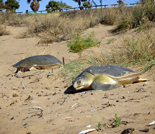 Two Flatback Sea Turtles resting on sandy desert terrain.
