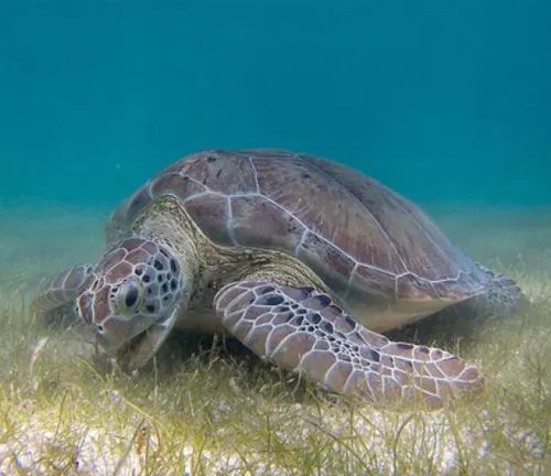 A green sea turtle swimming gracefully in the water.