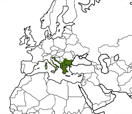 A map of Europe with the green highlighted, showcasing the distribution of Hermann's Tortoise.