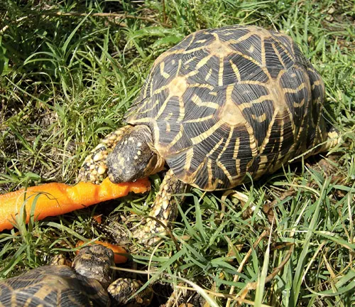 Indian Star Tortoise - A small to medium-sized tortoise with a high-domed shell, yellowish-brown with black star-like patterns.