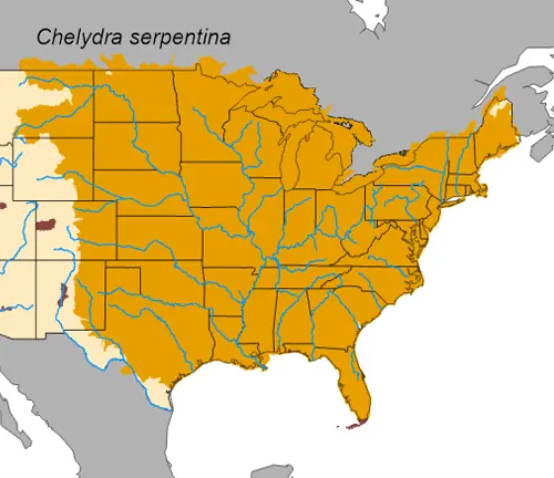 Map of the USA with Chyldodia Serrana's location marked.