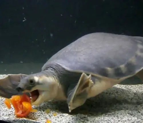 A softshell turtle munching on an orange in an aquarium.