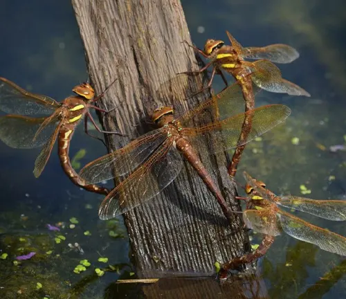 Four "Hawkers Dragonfly" perched on wooden post.