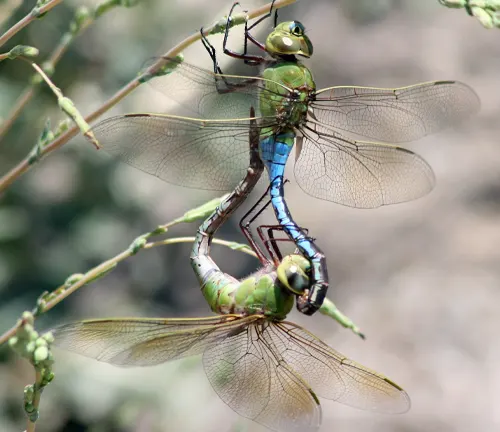 Two green dragonflies perched on a branch, showcasing the beauty of "Darners Dragonfly".