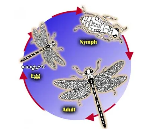 A diagram illustrating the life cycle of a "Baskettail Dragonfly" from egg to nymph to adult dragonfly.