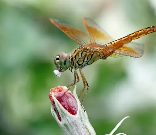 Dragonfly perched on flower - stock video of "Clubtail Dragonfly".