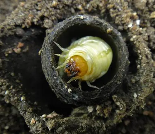 A white and yellow insect, known as a "Dung Beetle," inside a hole.