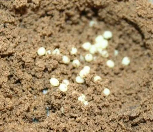 Close-up of brown sand with white eggs, resembling "June Beetle" eggs.