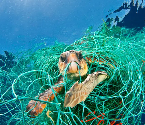 A "Hawksbill Sea Turtle" caught in a net in the ocean, struggling to free itself.
