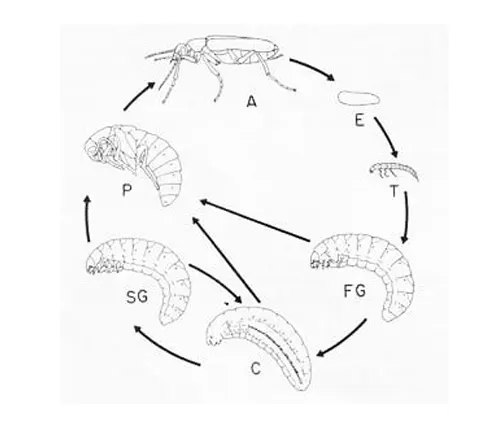 A diagram illustrating the life cycle of a Goliath Beetle, showcasing its various stages of development.