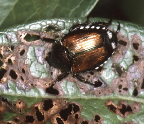 A Japanese Beetle with black and brown spots on its body.