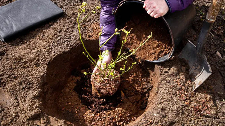A person's hands planting a young shrub with bare roots into a prepared hole in the soil, with a gardening shovel nearby.


