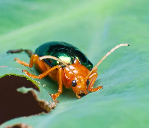 An orange Bombardier Beetle with green wings perched on a green leaf.