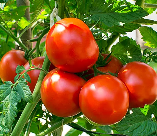 A cluster of ripe, red tomatoes hanging on the vine, surrounded by green leaves, ready for harvest.


