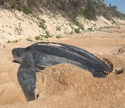 A Leatherback Sea Turtle resting on the beach, its large body covered in smooth, leathery skin.
