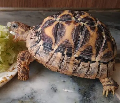 A tortoise, specifically an Indian Star Tortoise, munching on lettuce placed on a plate.