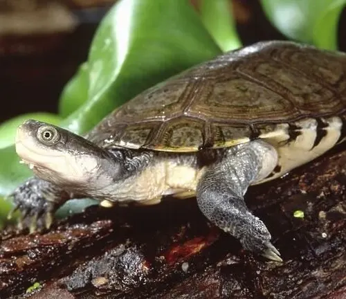 African Helmeted Turtle: A small turtle with a dark brown shell and a yellowish head, commonly found in Africa's freshwater habitats.