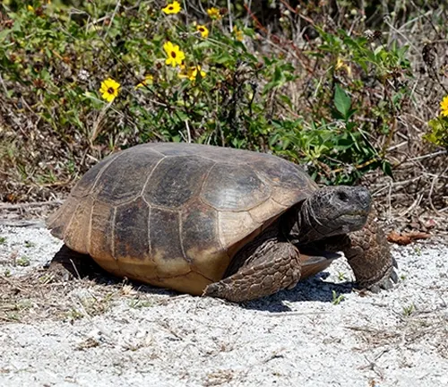 A gopher tortoise walking near flowers on the ground.
