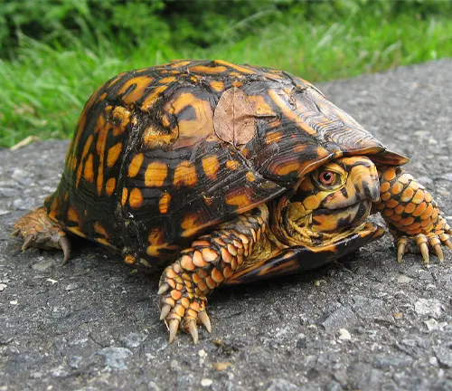 A Common Box Turtle walking on the road.