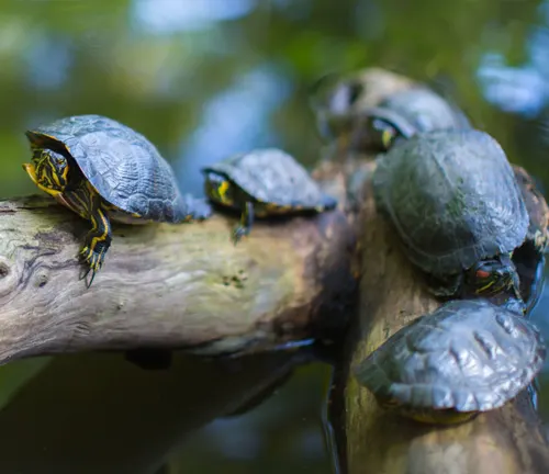 Four Red-eared Slider Turtles perched on a branch in the water.