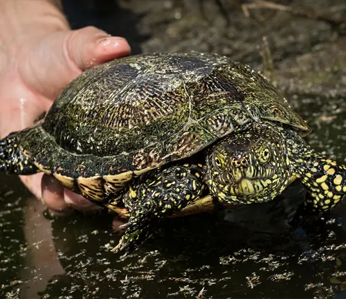 A person gently holding a European Pond Turtle in their hand.