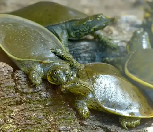 A group of "Softshell Turtles" sitting on a log in a serene setting.