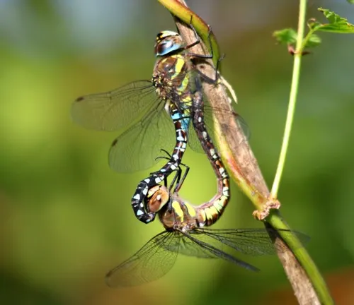 A close-up photo of a Hawkers Dragonfly perched on a leaf, showcasing its vibrant colors and intricate wing patterns.