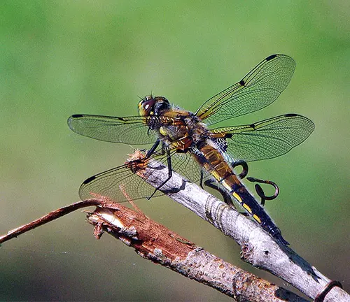 Skimmer Dragonfly perched on branch, wings spread.