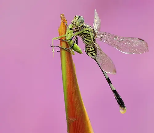 A Baskettail Dragonfly perched on a plant stem.