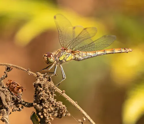 A Clubtail Dragonfly perches on a plant, displaying its spread wings.