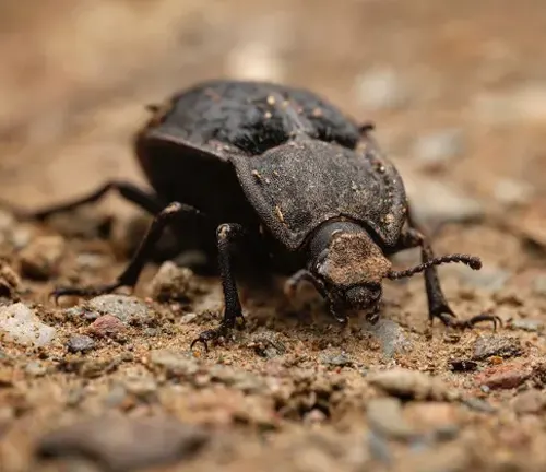 A dung beetle walking on the ground.