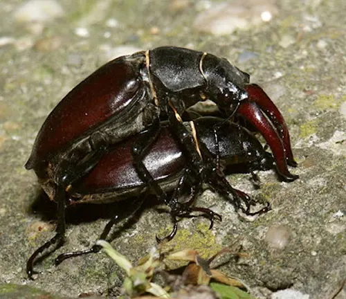 Two Rhinoceros Beetles with long legs on a rock.
