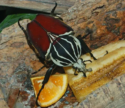A Goliath Beetle with striped back, eating an orange.