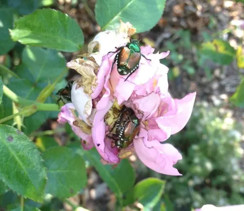 Two Japanese Beetles perched on a pink rose.