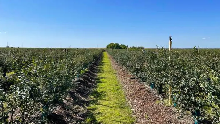 A neat blueberry orchard with rows of lush, green blueberry bushes, a grassy path in the center, and a clear blue sky overhead.
