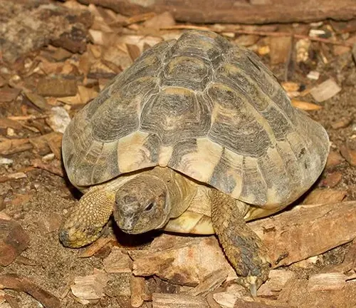 A Hermann's Tortoise slowly walks on the ground.